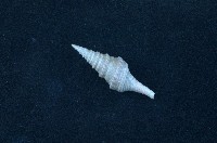 藏品(臺灣捲管螺)的圖片